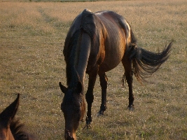This mare was really an eyecatcher!